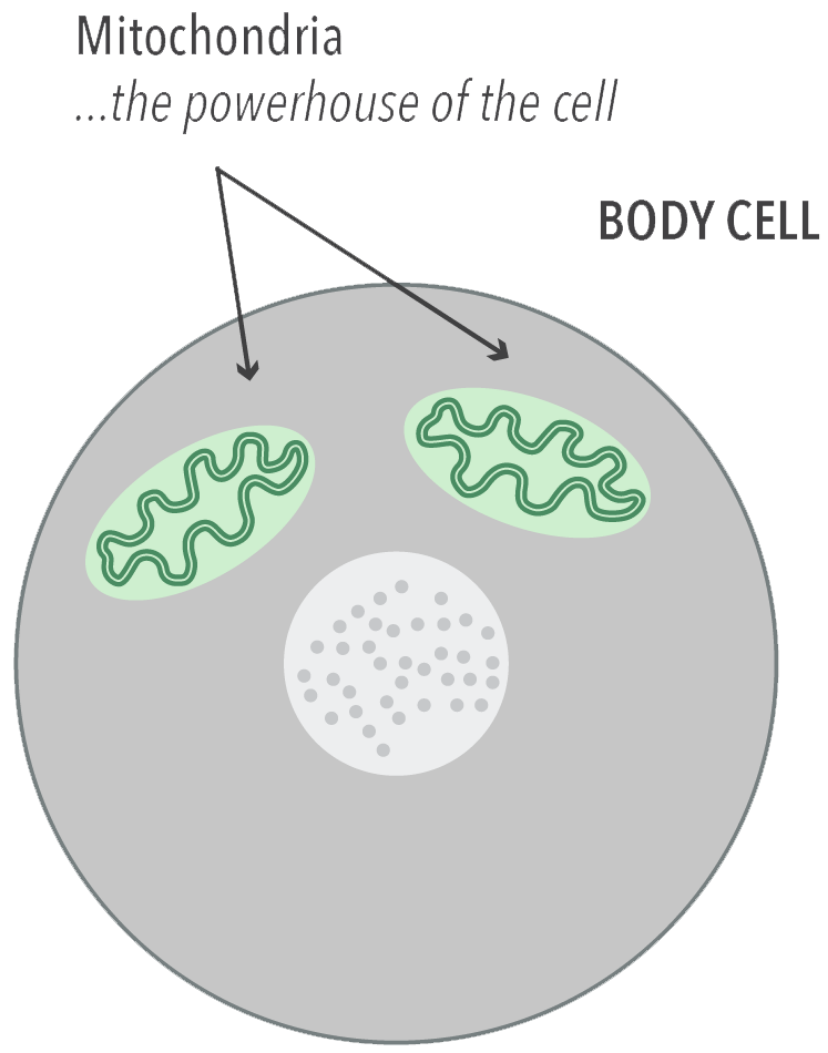 A body cell with two mitochondria highlighted. A text 'Mitochondria...the powerhouse of the cell' above it.