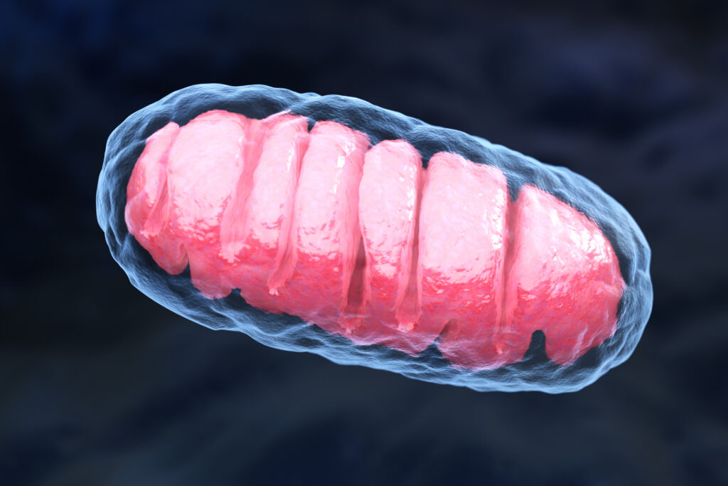 Image of a cell showing mitochondria
