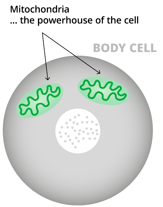A human body cell with two mitochondria in it marked. A text 'Mitochondria...the powerhouse of the cell' appears above it.